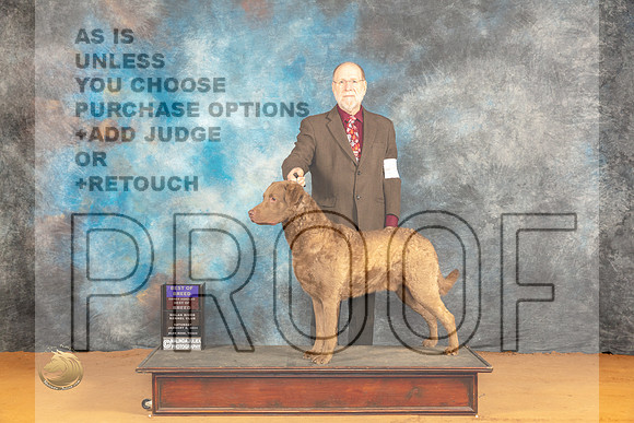 Chesapeake Bay Retriever #5 Sat BOBOHBOB Judge Dr Norbert Dee_JP_9804_Glen Rose_2024_HR3