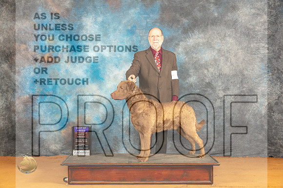 Chesapeake Bay Retriever #5 Sat BOBOHBOB Judge Dr Norbert Dee_JP_9805_Glen Rose_2024_HR3