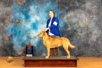 Chesepeake Bay Retriever #10 Sat BOSBOW Judge Dr Norbert Dee