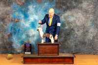Chinese Crested #7 Sat BOBOHBOB Judge Pat Trotter