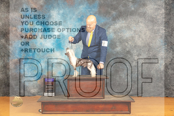 Chinese Crested #7 Sat BOBOHBOB Judge Pat Trotter_JP_9881_Glen Rose_2024_HR3