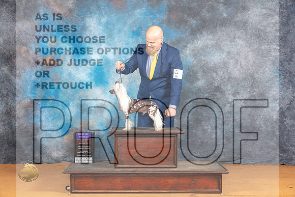 Chinese Crested #7 Sat BOBOHBOB Judge Pat Trotter_JP_9882_Glen Rose_2024_HR3