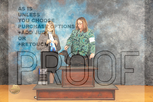 Dachshund Smooth #25 Sat BOWM Judge Angela Pickett_JP_9929_Glen Rose_2024_HR3