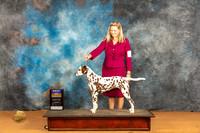 Dalmatian #14 Sat BOB Judge Carolyn Herbel