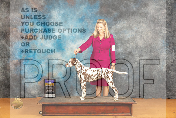 Dalmatian #14 Sat BOB Judge Carolyn Herbel_JP_9898_Glen Rose_2024_HR3