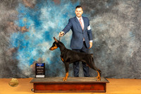 Doberman Pinscher #11 Sat BOW Judge Dr Steve Keating