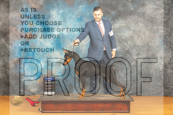 Doberman Pinscher #11 Sat BOW Judge Dr Steve Keating_JP_9874_Glen Rose_2024_HR3