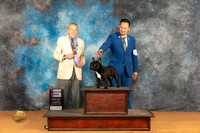 French Bulldog #45 Sat WD Judge Desmond Murphy