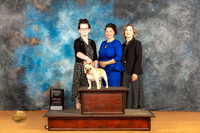 French Bulldog #J103 Sat J1st Judge Dr Steve Keating