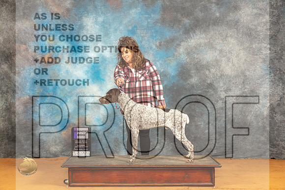 German Shorthaired Pointer #11 Sat WD Judge Dr Norbert Dee_JP_9784_Glen Rose_2024_HR3