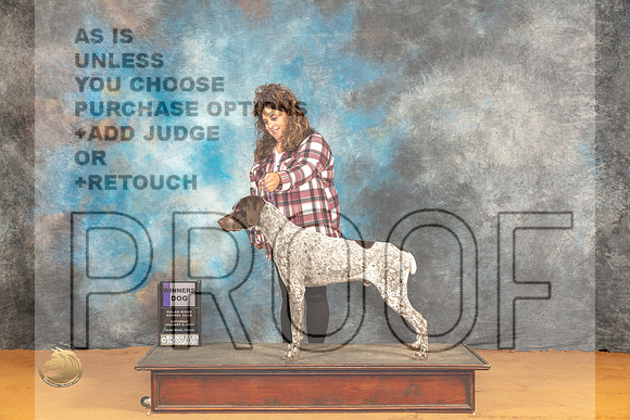 German Shorthaired Pointer #11 Sat WD Judge Dr Norbert Dee_JP_9788_Glen Rose_2024_HR3
