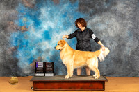 Golden Retriever #11 Sat WDOHBOB Judge Harry (Butch) H Schulman