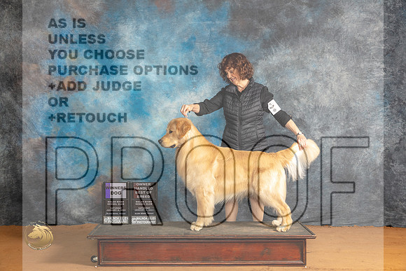 Golden Retriever #11 Sat WDOHBOB Judge Harry (Butch) H Schulman_JP_9769_Glen Rose_2024_HR3