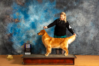 Golden Retriever #22 Sat WBBOWBOB Judge Harry (Butch) H Schulman