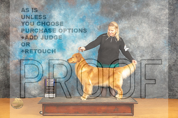 Golden Retriever #22 Sat WBBOWBOB Judge Harry (Butch) H Schulman_JP_0046_Glen Rose_2024_HR3