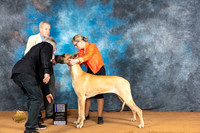 Great Dane #10 Sat RWBM Judge Desmond Murphy