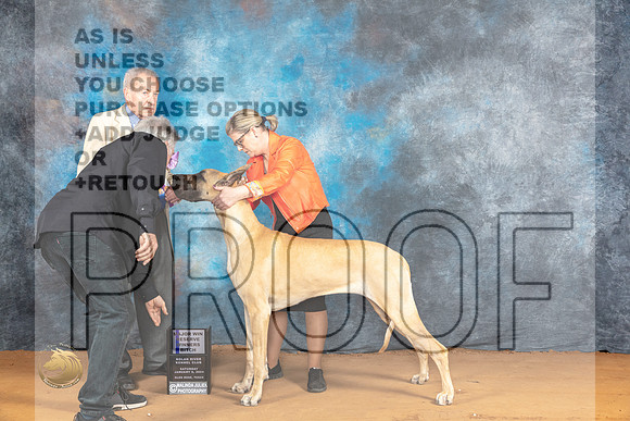 Great Dane #10 Sat RWBM Judge Desmond Murphy_JP_9719_Glen Rose_2024_HR3