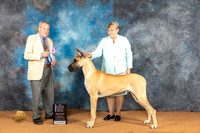 Great Dane #11 Sat WDBOWMCH Judge Desmond Murphy
