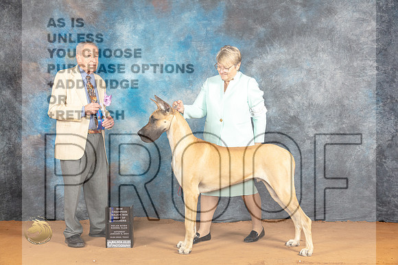 Great Dane #11 Sat WDBOWMCH Judge Desmond Murphy_JP_9711_Glen Rose_2024_HR3