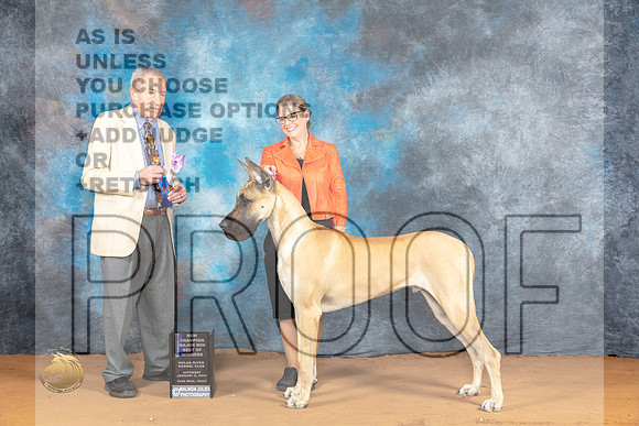 Great Dane #11 Sat WDBOWMCH Judge Desmond Murphy_JP_9714_Glen Rose_2024_HR3