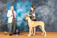 Great Dane #30 Sat WBM Judge Desmond Murphy