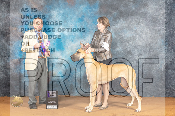 Great Dane #30 Sat WBM Judge Desmond Murphy_JP_9701_Glen Rose_2024_HR3
