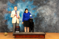 Labrador Retriever #17 Sat BOSWDMCH Judge Desmond Murphy