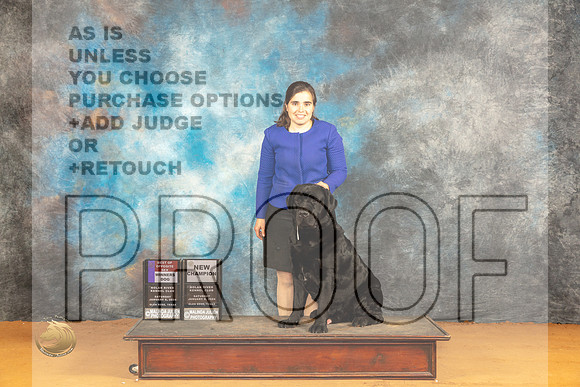 Labrador Retriever #17 Sat WDBOSCH  Judge Desmond Murphy r_JP_0165_Glen Rose_2024_HR3