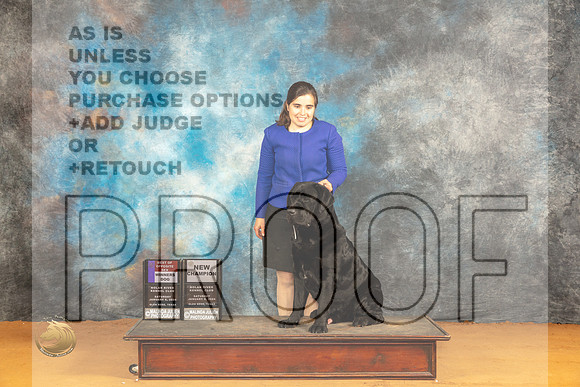 Labrador Retriever #17 Sat WDBOSCH  Judge Desmond Murphy r_JP_0166_Glen Rose_2024_HR3