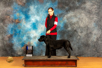 Labrador Retriever #26 Sat 69PB Judge Dr Desmond Murphy