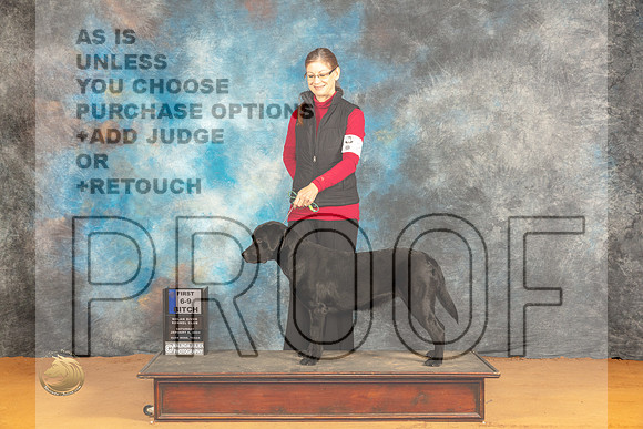 Labrador Retriever #26 Sat 69PB Judge Dr Desmond Murphy_JP_9823_Glen Rose_2024_HR3