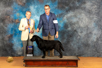 Labrador Retriever #6 Sat WBBOBM Judge Desmond Murphy