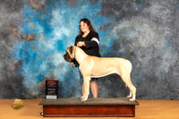 Mastiff #14 Sat WBBOSMCH Judge Dr Steve Keating