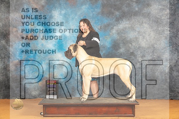 Mastiff #14 Sat WBBOSMCH Judge Dr Steve Keating_JP_9741_Glen Rose_2024_HR3