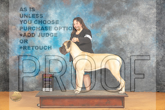 Mastiff #14 Sat WBBOSMCH Judge Dr Steve Keating_JP_9742_Glen Rose_2024_HR3