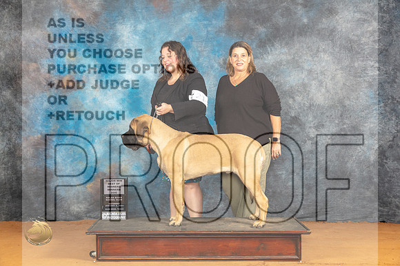 Mastiff #9 Sat WDBOWM Judge Dr Steve Keating_JP_9736_Glen Rose_2024_HR3