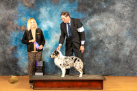 Miniature American Shepherd #23 Sat WDCH Judge Edy Dykstra-Blum