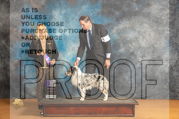 Miniature American Shepherd #23 Sat WDCH Judge Edy Dykstra-Blum_JP_0216_Glen Rose_2024_HR3