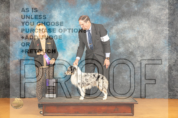 Miniature American Shepherd #23 Sat WDCH Judge Edy Dykstra-Blum_JP_0217_Glen Rose_2024_HR3
