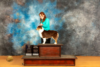 Miniature American Shepherd #28 Sat BOWM Judge Edy Dykstra-Blum