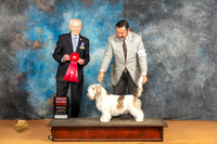 PBGV #5 Sat G2 Judge Dr Norbert Dee