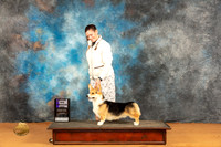 Pembroke Welsh Corgi #25 Sat WDM Judge Carolyn Herbel