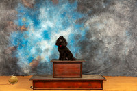 Poodle Mniature Sat