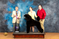 Poodle Std # #9 Sat WDM Judge Desmond Murphy
