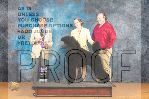 Poodle Std # #9 Sat WDM Judge Desmond Murphy_JP_9969_Glen Rose_2024_HR3