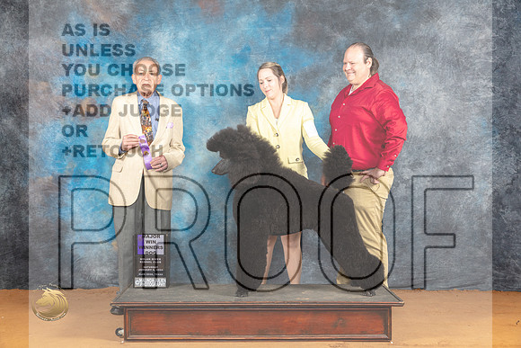 Poodle Std # #9 Sat WDM Judge Desmond Murphy_JP_9972_Glen Rose_2024_HR3