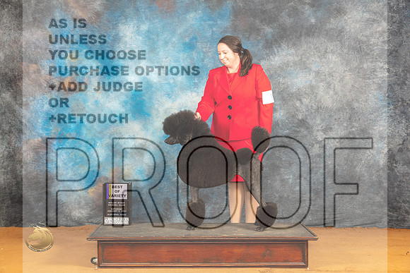 Poodle Std #10 Sat BOV Judge Desmond Murphy_JP_9977_Glen Rose_2024_HR3