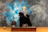 Poodle Std #34 Sat WBBOWM Judge Desmond Murphy