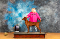 Redbone Coonhound #10 Sat WBM Judge Angela Pickett