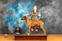 Rhodesian Ridgeback #27 Sat BOB Judge Robin Casey